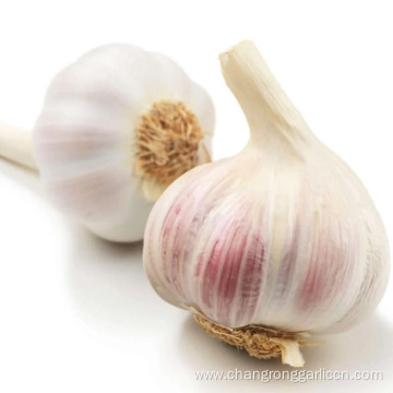 New Crop Gourmet Red Garlic Price